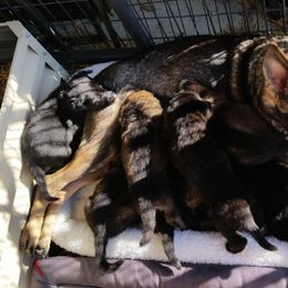 German Shepherd Puppies from von Haus Ulv