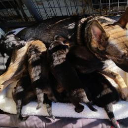 German Shepherd Puppies from von Haus Ulv