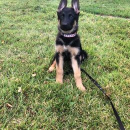 German Shepherd Puppies from Stevens German Shepherds