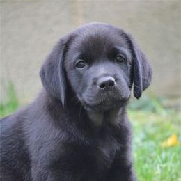 Bella Vista Labradors breeder of 