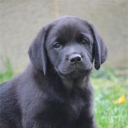 Bella Vista Labradors breeder of 