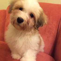 Biewer Terrier and Havanese Puppies from Lordocs