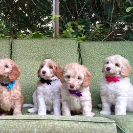 Tampa Bay Australian Labradoodles breeder of Australian Labradoodle