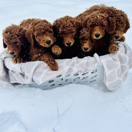 Goldendoodle puppies from Furever Doodle Co