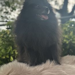 Sky - Pomeranian