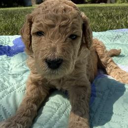 Miss Mint Collar - Apricot female Poodle puppy in Screven, Georgia from Dreamland Standard Poodles