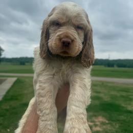 Bri - Lemon and white female English Springer Spaniel puppy in Morrilton, Arkansas from Triple M Farms & Springers
