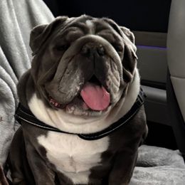 Delilah - Blue tri-color Bulldog puppy in Rome, Georgia from English Bulldogs of the Seven Hills