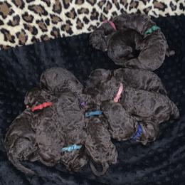 Goldendoodle Puppies from Sturgeon River Doodles