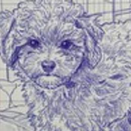 Cockapoos, Double Doodles, Goldendoodles, Poodles, and Shihpoos from Peace, Love, and Puppies at the Creek