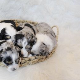 Aussiedoodle and Goldendoodle Puppies from Skyridge Doodles