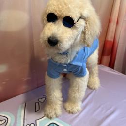 Remy - Apricot male Poodle puppy in Mobile, Alabama from Semmy’s Standard Poodle LLC