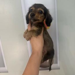 Wally - Sable male Dachshund puppy in Fredericksburg, Indiana from Blue River Mini Dachshunds