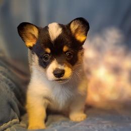 Giblet - Black and white male American Corgi puppy in Gouverneur, New York from St. Lawrence Corgis