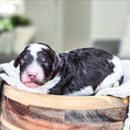 Bo - Parti male Poodle puppy in Gaylord, Michigan from Dog Mom Co. Poodles