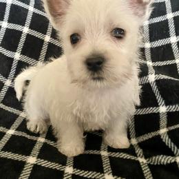 Topaz (Orange) - White male West Highland White Terrier puppy in Jefferson, North Carolina from McGuire’s High Country Terriers