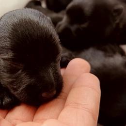 Scottish Terriers from Albroscasita Scotties