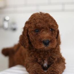 Rider - Red  male Goldendoodle puppy in Stevens, Pennsylvania from Pebble Paws Lane