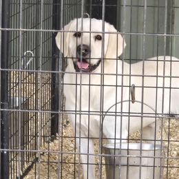 Preacher - Labrador Retriever