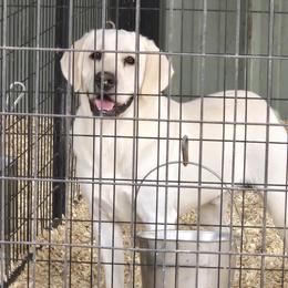 Preacher - Labrador Retriever