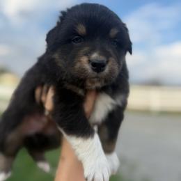 Brody - Black tri-color male Australian Shepherd puppy in Bainbridge, Ohio from CK Aussies