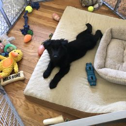 German Shepherd Puppies from Fancy GSDs