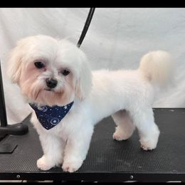 Remi - Maltese
