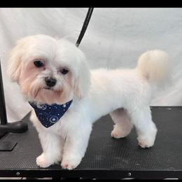 Remi - Maltese
