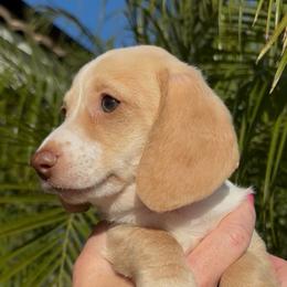 Biscuit - Cream male Dachshund puppy in Corona, California from M & M Doxies
