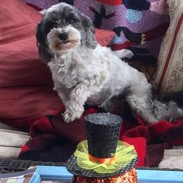 Havanese Puppies from EClair's Havanese and Westies