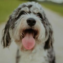 Aussiedoodles and Cockapoos from Dark Corner Doodles