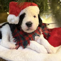 Griswald (Clark) - Black and white male Sheepadoodle puppy in Surprise, Arizona from Desert Lily Doodles