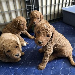 Goldendoodle and Labrador Retriever Puppies from Sagebrush Labradors and Doodles