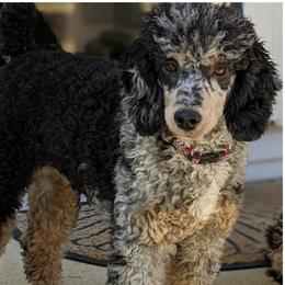Mash - Poodle