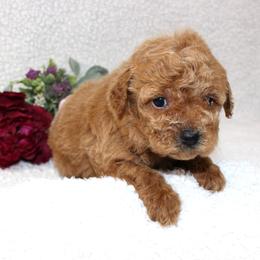 Havarti - Apricot female Poodle puppy in Stokesdale, North Carolina from His and Hers Poodles and Doodles