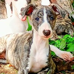 Gray Collar Boy - Fawn brindle male Whippet puppy in Holly Springs, Mississippi from Crossway Akitas, Whippets, & Russian Toys