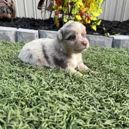 Kelly - Red merle female Miniature Australian Shepherd puppy in Signal Mountain, Tennessee from D & D Miniature and Toy Australian Sheppards