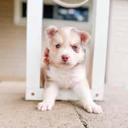 Melody - Merle female Pomsky puppy in Cleveland, Ohio from Lake Point Pomskies