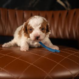Bernedoodle, Cavapoo, Goldendoodle, and Poodle Puppies from Wasatch Pup