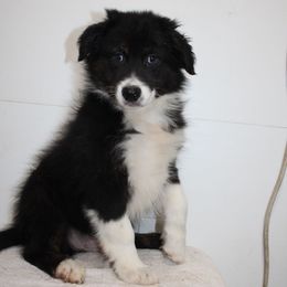 Dawson - Black tri-color male Australian Shepherd puppy in Honey Brook, Pennsylvania from New Adventures Puppies