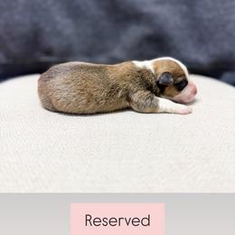 Reba - Red female American Corgi puppy in Pahrump, Nevada from Desert Sunset Corgis