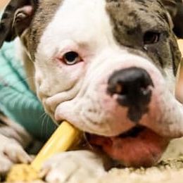 Alapaha Blue Blood Bulldogs from Hudson’s Rock Alapahas