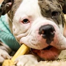 Alapaha Blue Blood Bulldogs from Hudson’s Rock Alapahas