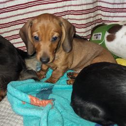 Dachshund Puppies from Cains Dachshunds