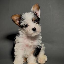 Zuco - Parti male Yorkshire Terrier puppy in San Diego, California from BC Breeders Association