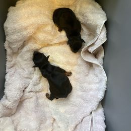 Cane Corso and Yorkshire Terrier Puppies from Alldae Guardians