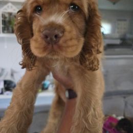 Hulk, green collar - Buff and white male Cocker Spaniel puppy in South Milwaukee, Wisconsin from South East Wisconsin cocker spaniels