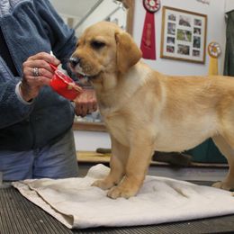 Labrador Retriever Puppies from Brookstone labs