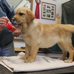 Labrador Retriever Puppies from Brookstone labs