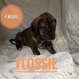 Flossie - Brindle female Great Dane puppy in Columbus, Ohio from Von Schaaf Haus DuPree